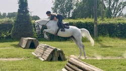 Perfect Prince Dutch Warmblood Hunter photo 1