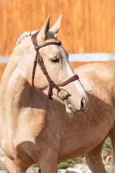 Floryda Warmblood Hunter photo 2