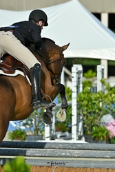 Crush Swedish Warmblood Hunter photo 4