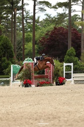 CMS Foxed Westphalian Hunter photo 5