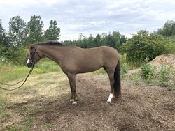Aurora Welsh Pony Hunter photo 1