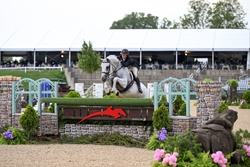 Platinum Oldenburg Hunter photo 1