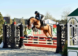 OJOTTIE WB Warmblood Jumper photo 5