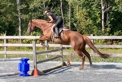 Best Be Better Appendix Hunter photo 5