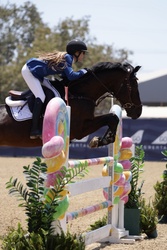 Prime Time VG Dutch Warmblood Jumper photo 4