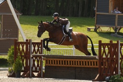 Eryk Warmblood Hunter photo 1