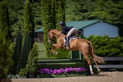 Cooley Limited Edition Irish Sport Horse Hunter photo 4