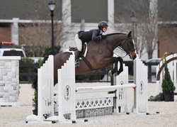 CMS Banter Warmblood Hunter photo 1