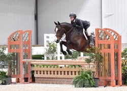 CMS Banter Warmblood Hunter photo 3