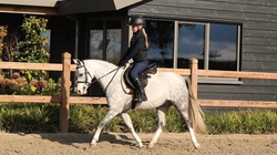 Zazou Other Breed Hunter photo 4