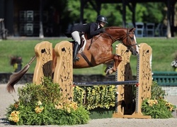 CMS Foxed Westphalian Hunter photo 1