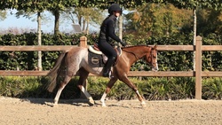 Ziggy Other Breed Hunter photo 2