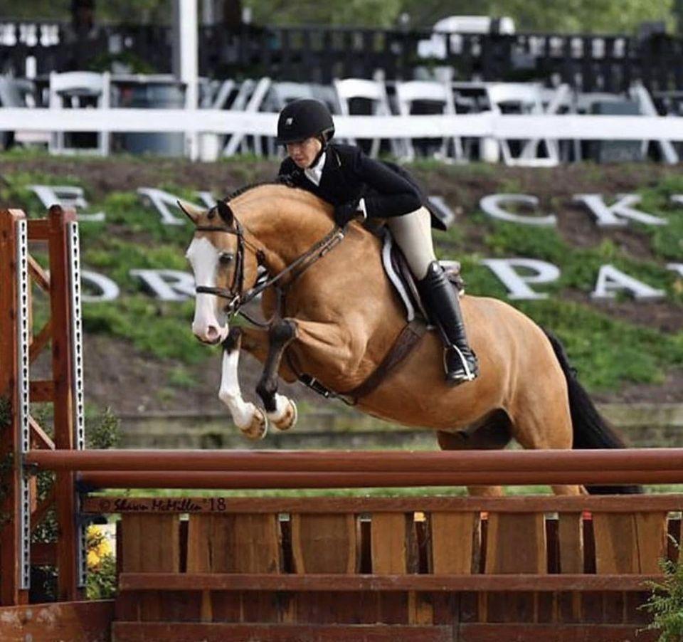 POKERFACE German Riding Pony