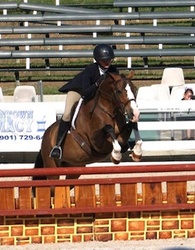 Mithril's Magic Welsh Pony Hunter photo 2