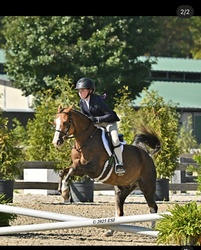 Midas Touch Welsh Cross Equitation photo 2