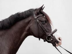 Cloud Nine Irish Sport Horse Jumper photo 4