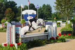 Platinum Oldenburg Hunter photo 4