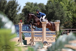 Prime Time VG Dutch Warmblood Jumper photo 3