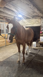 Sunny Belgian Warmblood Jumper photo 8