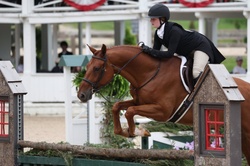 Right Now German Warmblood Hunter photo 5