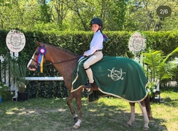 Midas Touch Welsh Cross Equitation photo 5