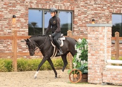 Tholveld Spirit Other Breed Hunter photo 3