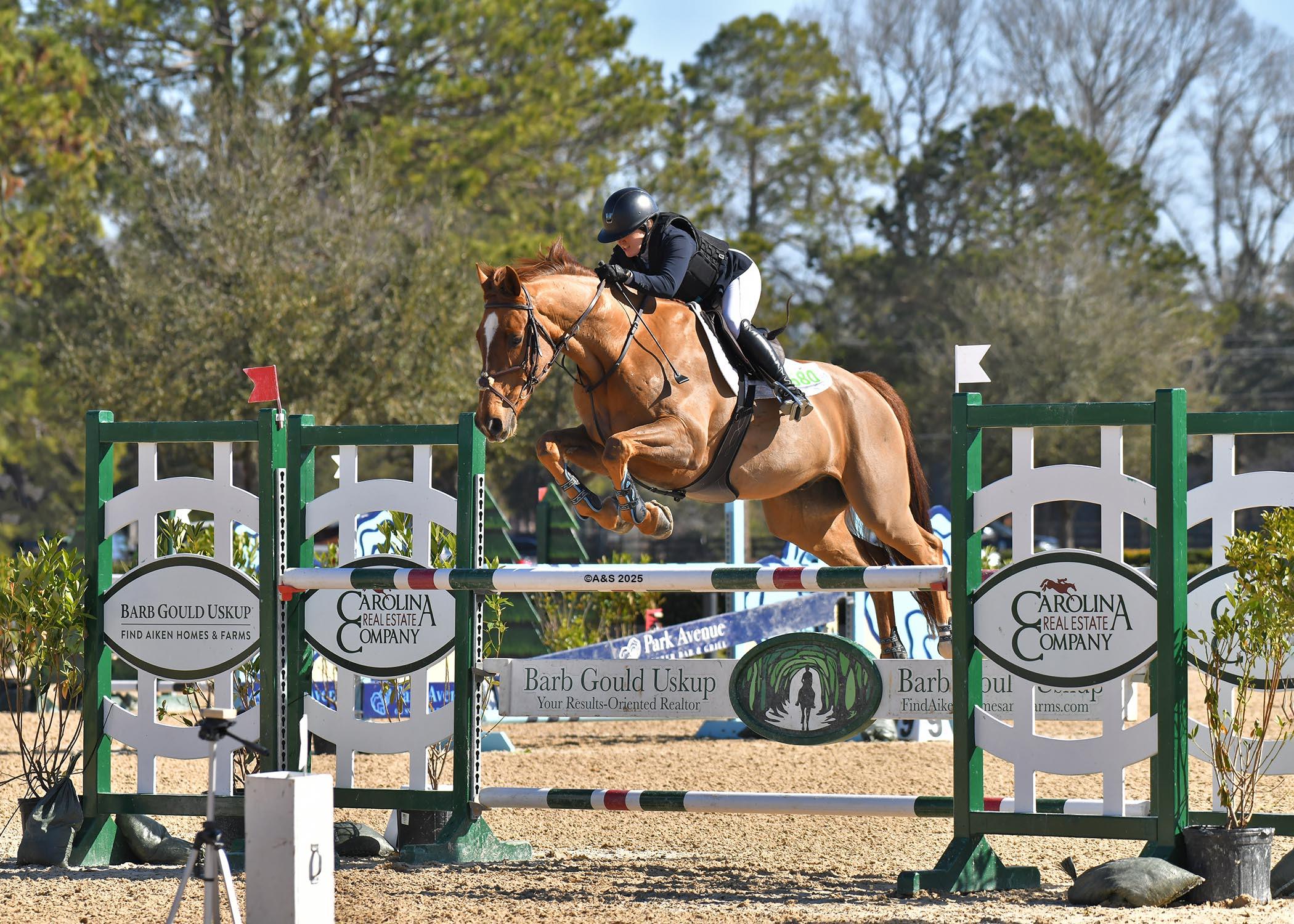 Koko Express Dutch Warmblood
