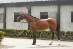 Pepin Dutch Warmblood Jumper photo 1
