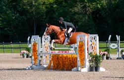 Günther 17 Westphalian Hunter photo 1