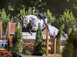 Candlemas Warmblood Hunter photo 1