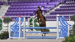 ORLANDO Dutch Warmblood Hunter photo 8
