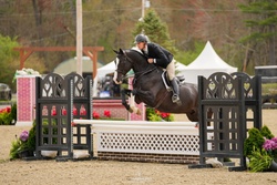 Quandersang Warmblood Equitation photo 1