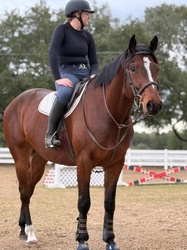 Love Language Irish Sport Horse Jumper photo 4