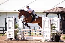 Conte Bellini Warmblood Jumper photo 3
