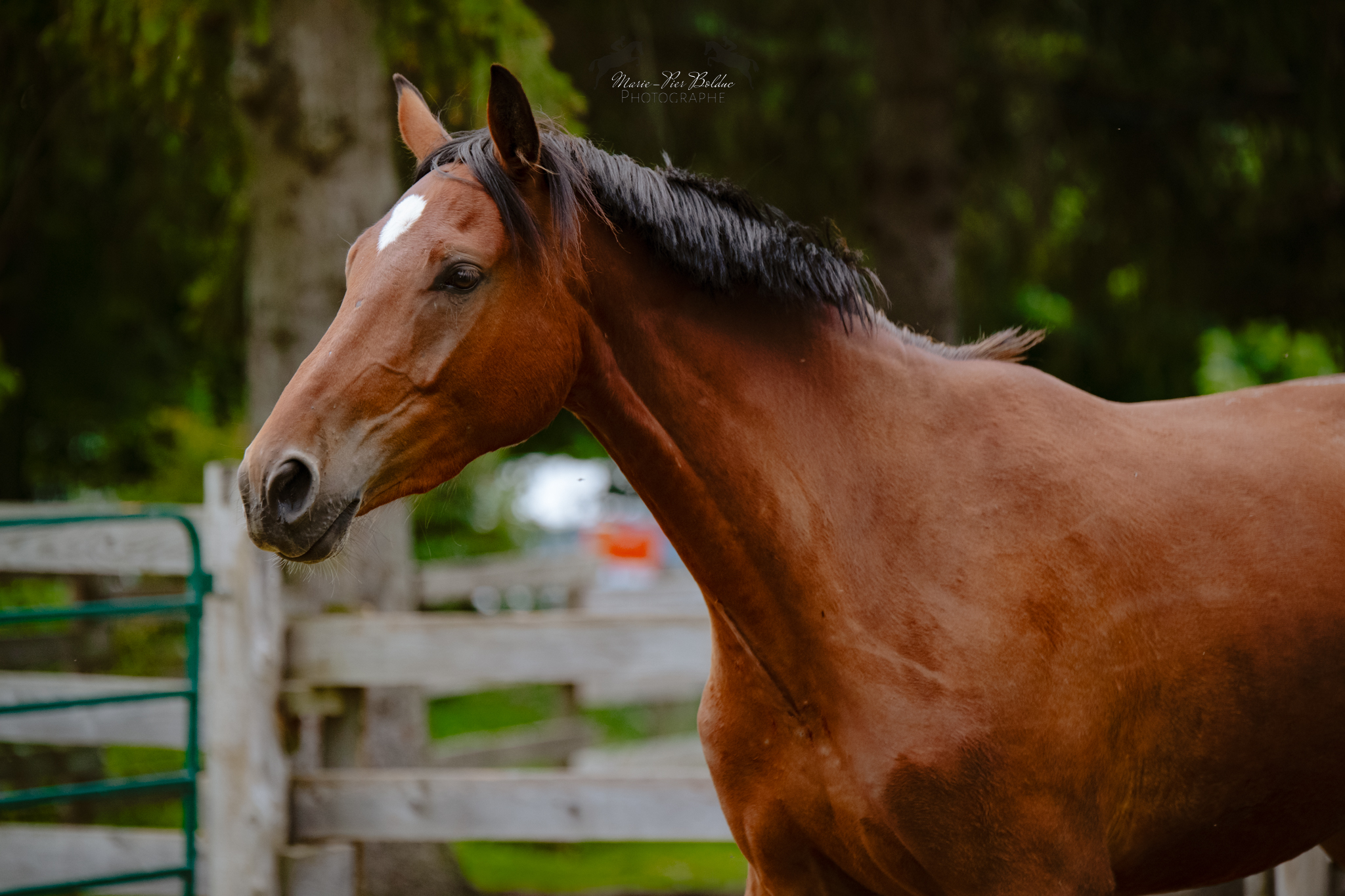 2022 16.3 hand Belgian Warmblood Gelding BIGEQ +