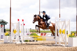 MBF Dropkick Murphy Irish Sport Horse Jumper photo 2