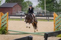 Oh Lo La Welsh Cross Hunter photo 3