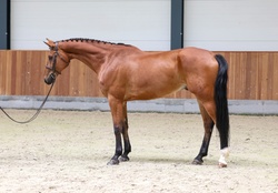 Maclay Finals Oldenburg Jumper photo 1