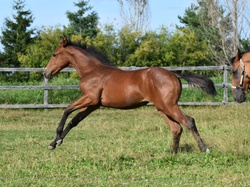 Oro Fiera QTM Westphalian Jumper photo 11