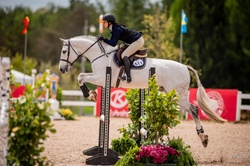 Maestro Blue F Dutch Warmblood Jumper photo 1
