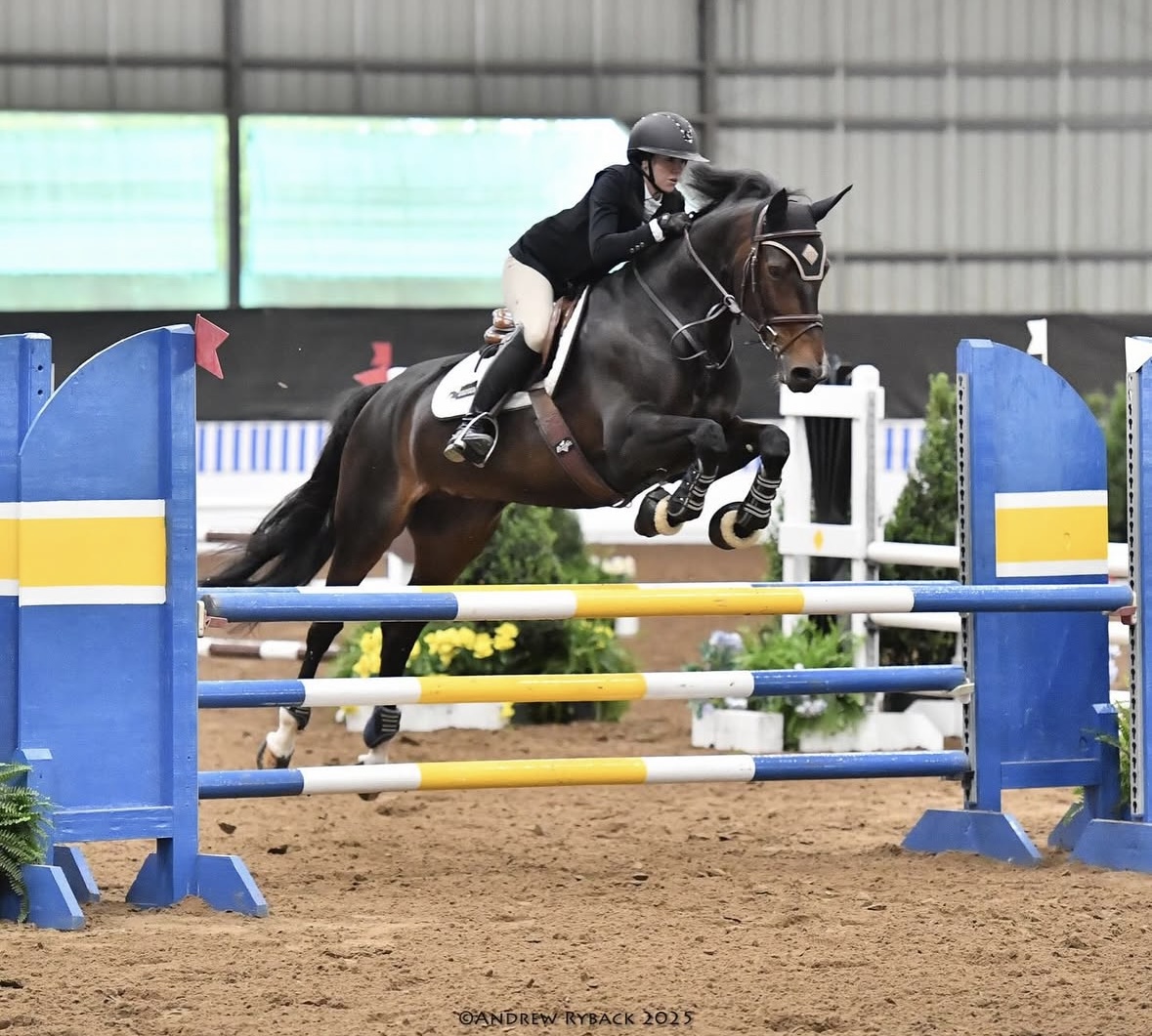 2013 15.3 hand Swedish Warmblood Mare BIGEQ +