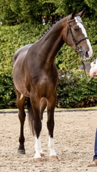 KOBE Irish Sport Horse Hunter photo 2
