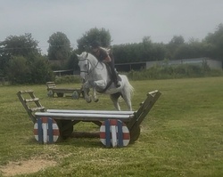 Perfect Prince Dutch Warmblood Hunter photo 4