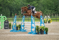 Helfik D'Elle Selle Francais Jumper photo 1