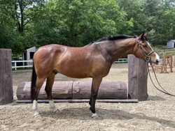 Hickstead Westphalian Hunter photo 1