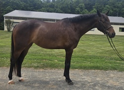 Fifi Warmblood Hunter photo 3