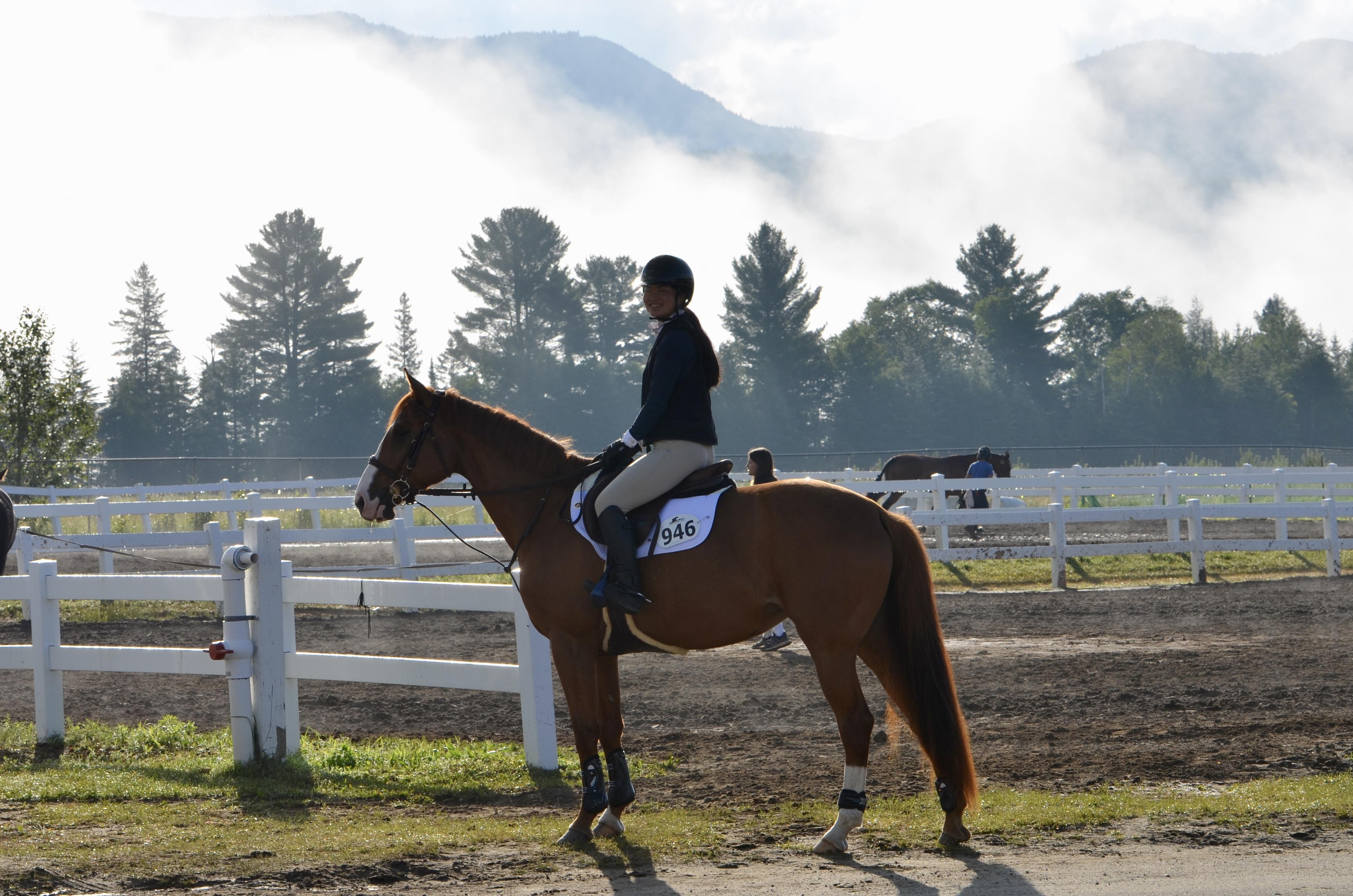 Braecrest Bravely Canadian Sport Horse Jumper