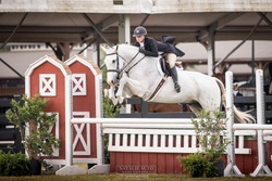 Blue Ridge Holsteiner Hunter photo 7