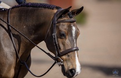 Lemony Snickers Warmblood Cross Hunter photo 3