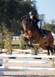 Emy Dutch Warmblood Jumper photo 4